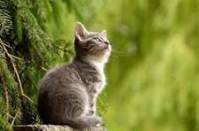 IEC Cat